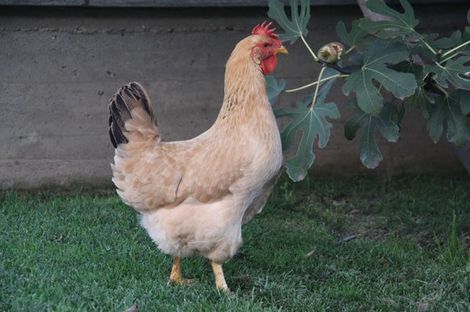mais piemontese