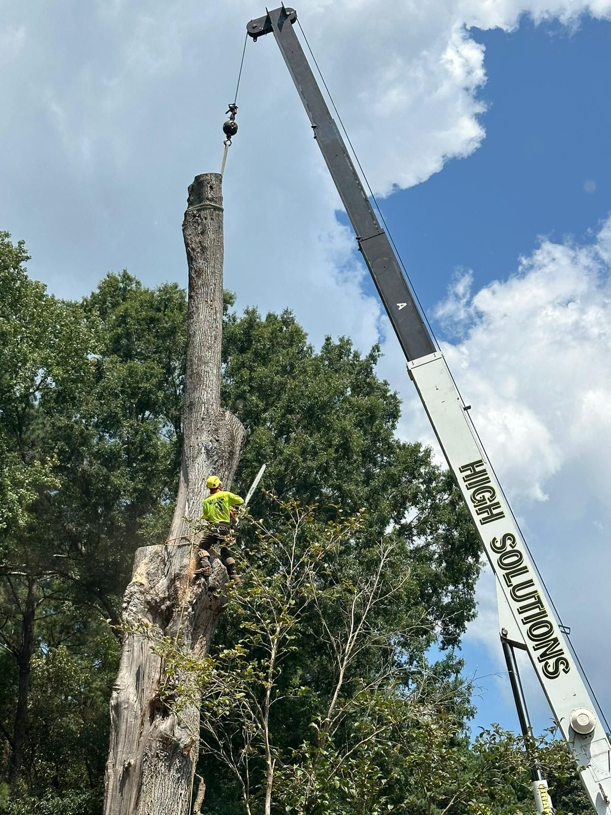 Red Flags to Watch for When Choosing a Tree Service