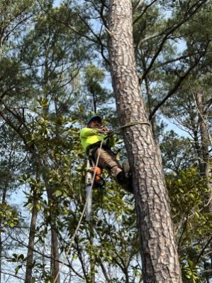 A man is climbing a tree with a chainsaw.