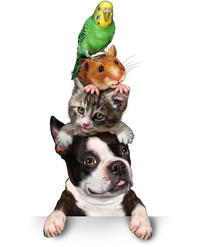 alimentos para mascotas