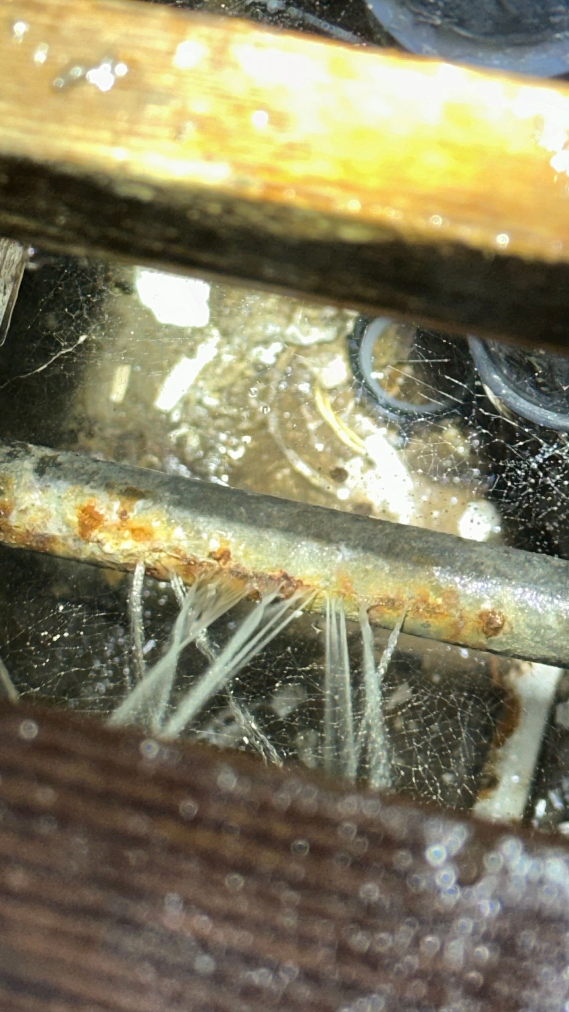 Root Intrusion - Anaheim, CA - J & L Plumbing Services