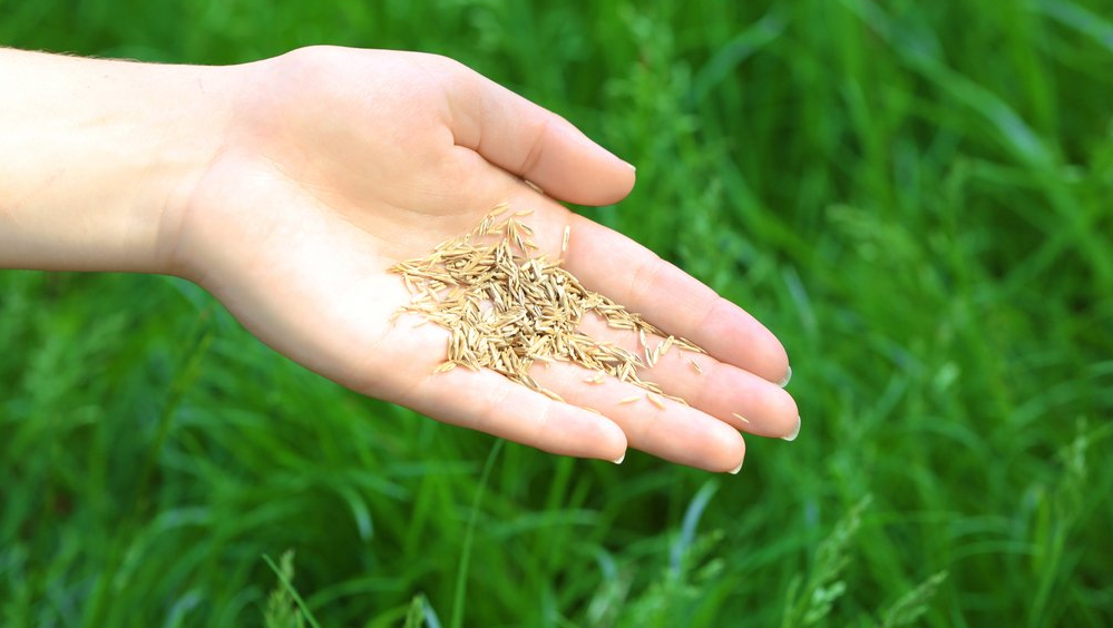 Hand seeding grass