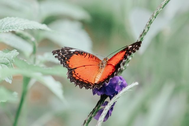 direct cremation Wauwatosa WI 