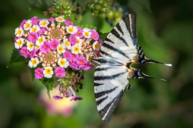 direct cremation Whitefish Bay WI