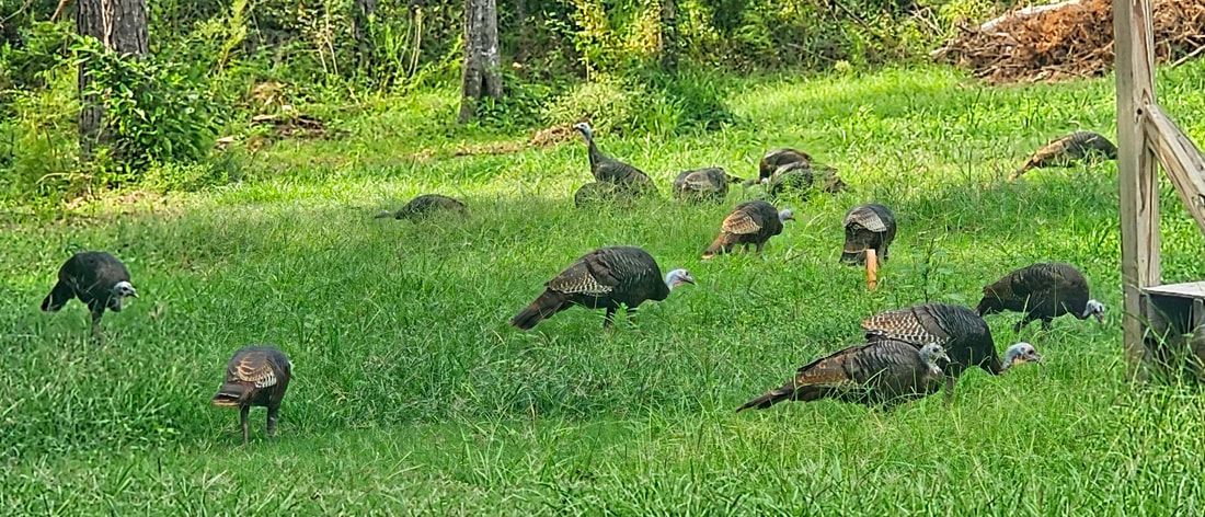 A flock of wild turkeys foraging in a grassy, sunlit field near a wooden structure.