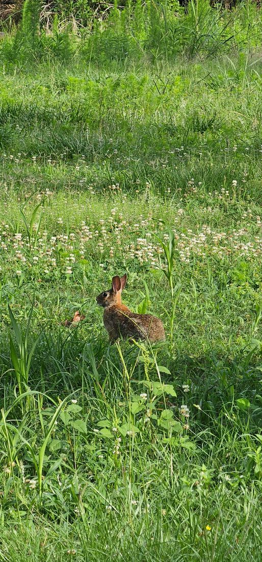 A brown rabbit sits alert in a grassy field on a sunny day.