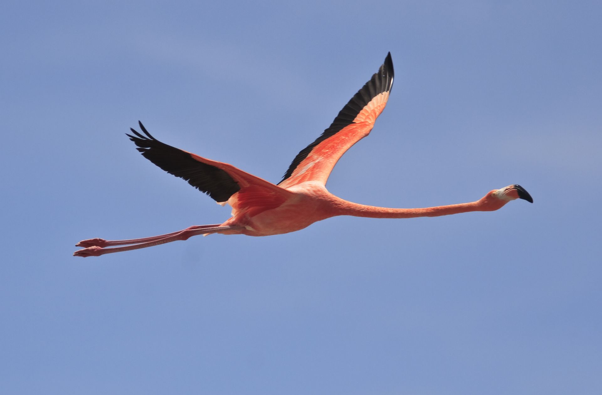 A majestic flamingo in flight over Corallium Hotel & Villas, set against a backdrop of lush greenery