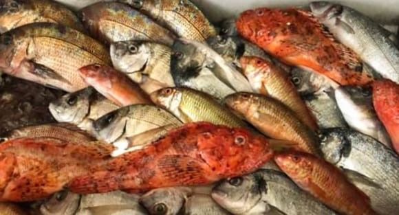 Un gruppo di pesci sono seduti uno sopra l'altro su un tavolo.