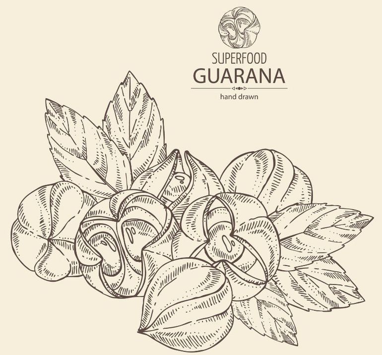 Superfood Guarana in Bioqualität von SINFO