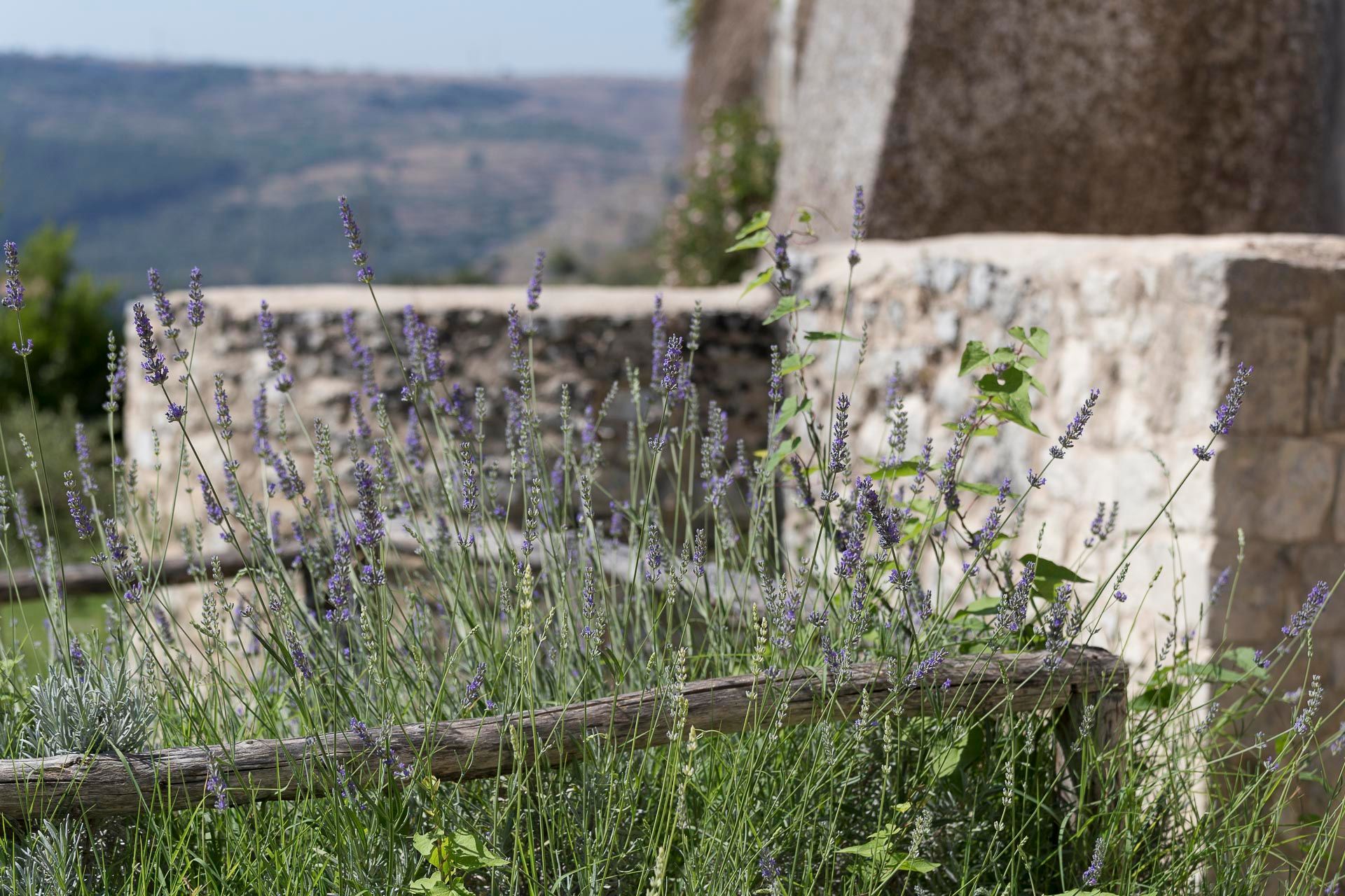 Un mazzo di fiori viola cresce davanti a un muro di pietra | Antico Convento dei Cappuccini | Ragusa Ibla | Sicilia