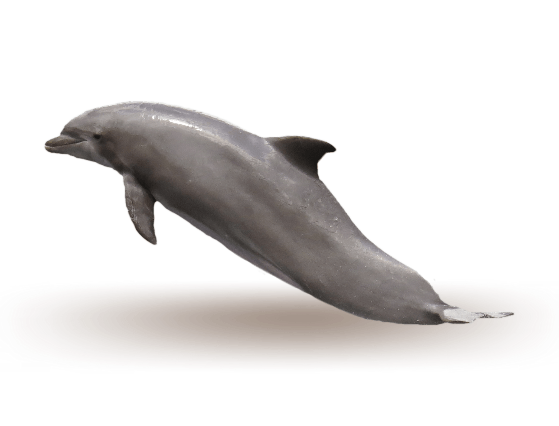 A dolphin