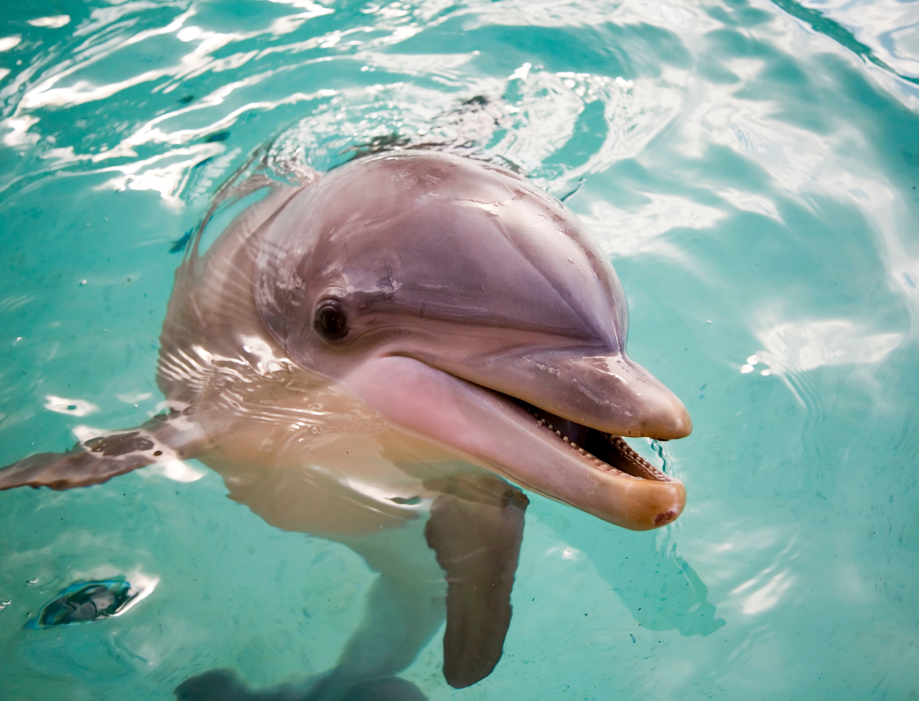 Side view of dolphin's face