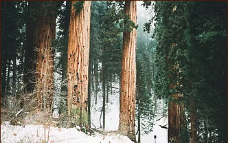 Giant sequoia trees in a snowy forest. Tall, brown trunks dominate, snow on ground.