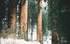 A row of trees in a forest with snow on the ground