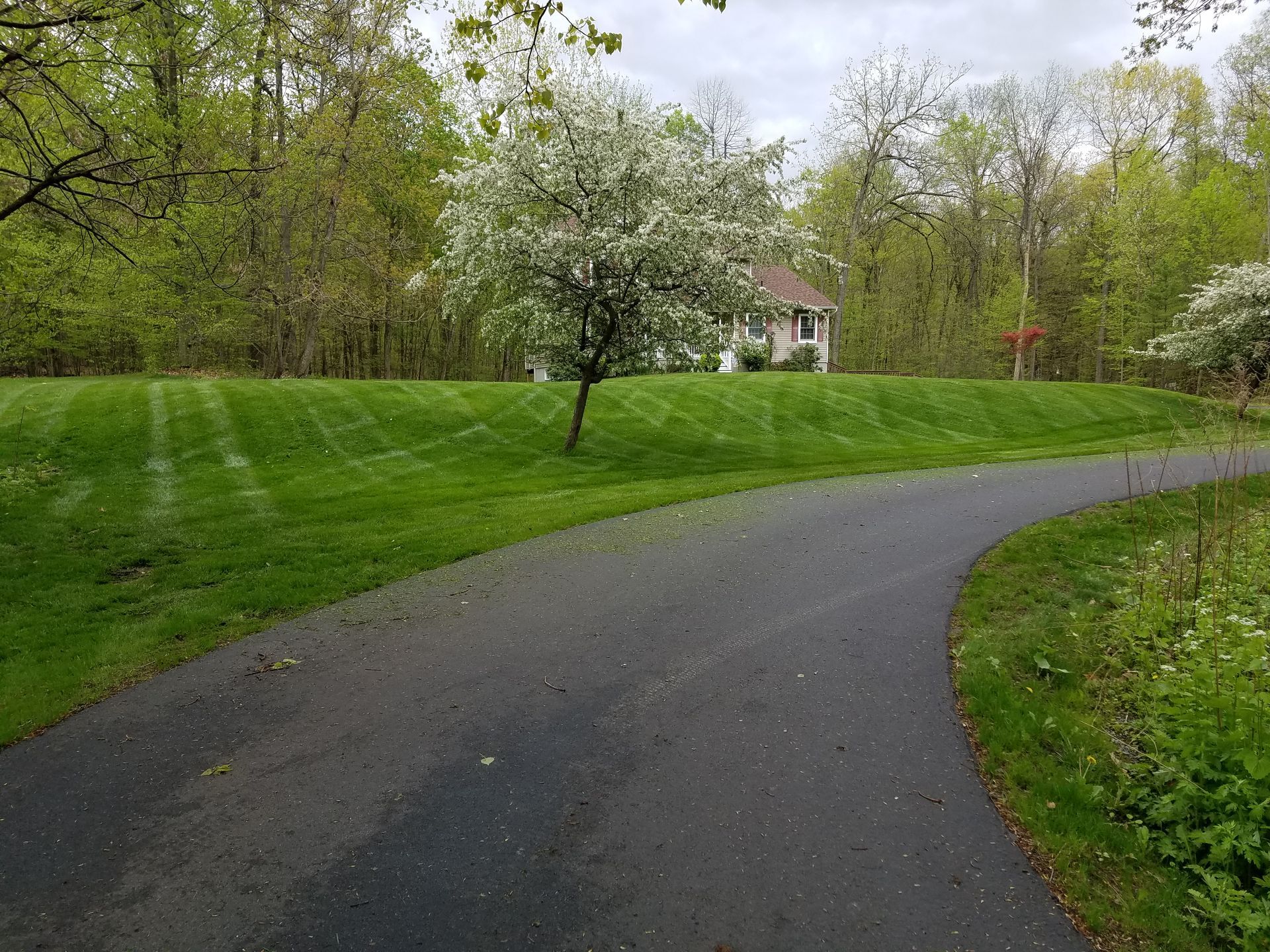 View from inside a machine cutting tall grass on a hill, with trees in the background under a blue sky. View from inside a machine cutting tall grass on a hill, with trees in the background under a blue sky.