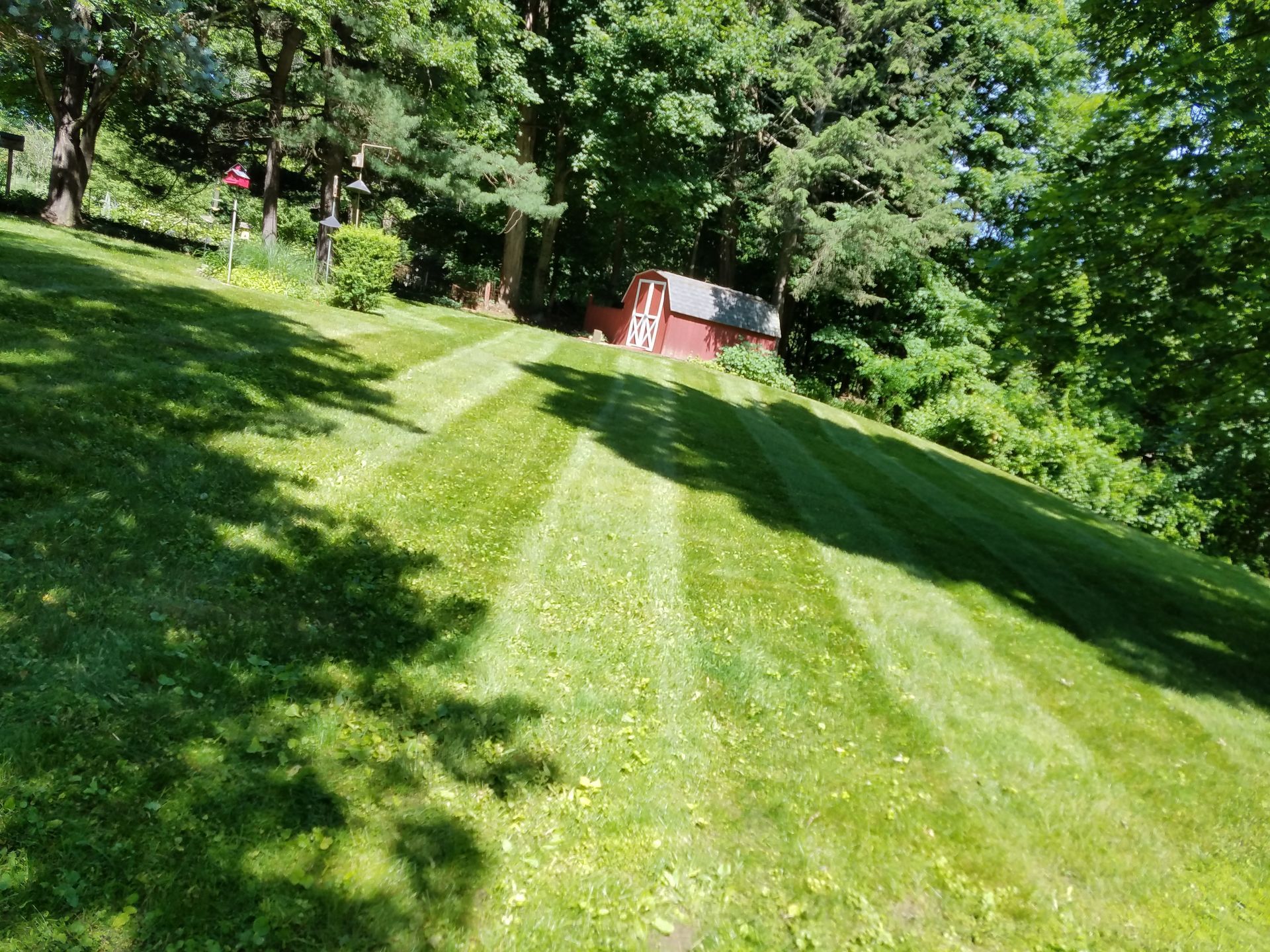 Lawn with alternating stripes of cut and uncut grass in a backyard, trees in the background, and a shed. Lawn with alternating stripes of cut and uncut grass in a backyard, trees in the background, and a shed.