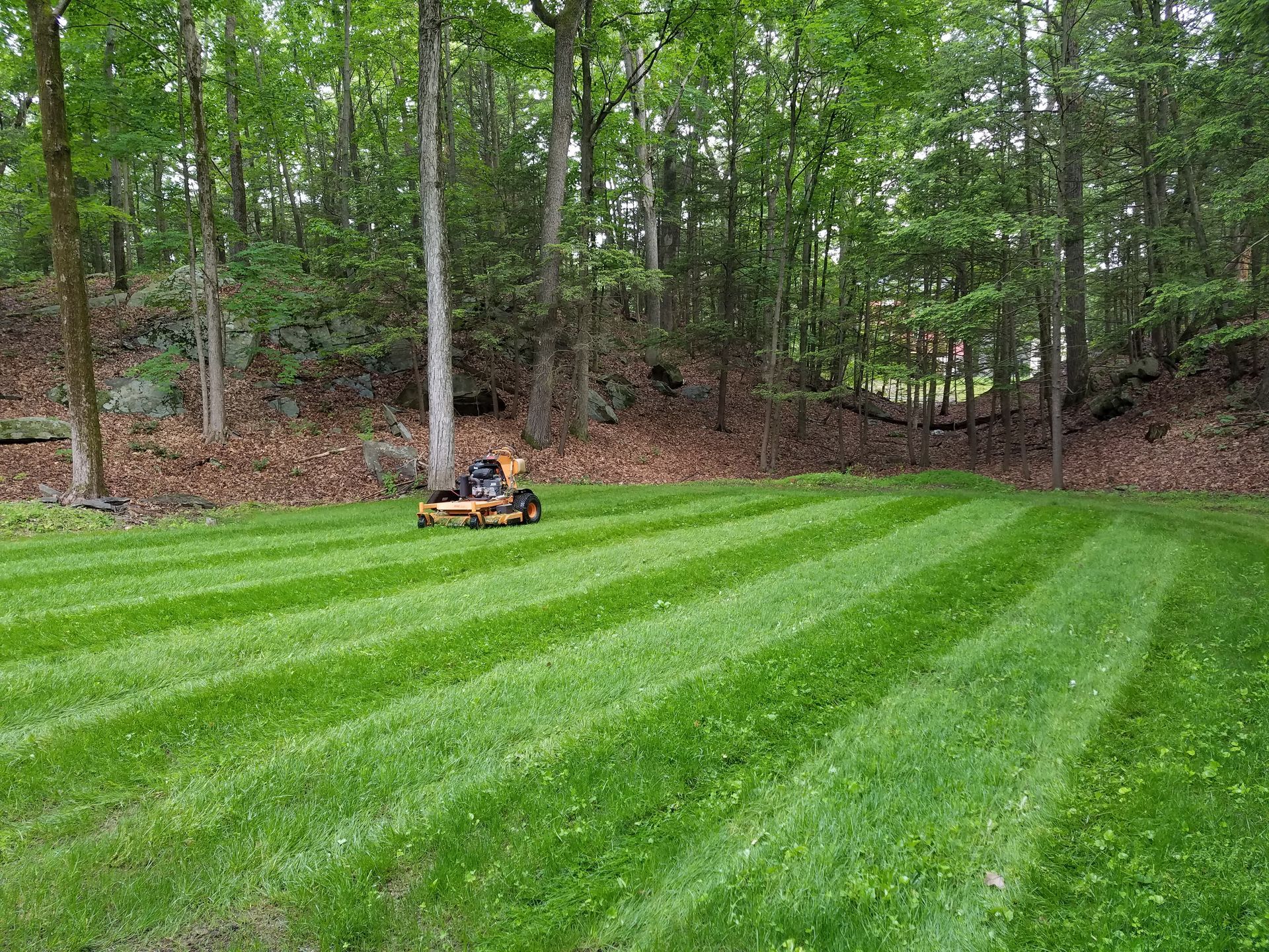 Lawn with alternating stripes of cut and uncut grass in a backyard, trees in the background, and a shed. Lawn with alternating stripes of cut and uncut grass in a backyard, trees in the background, and a shed.