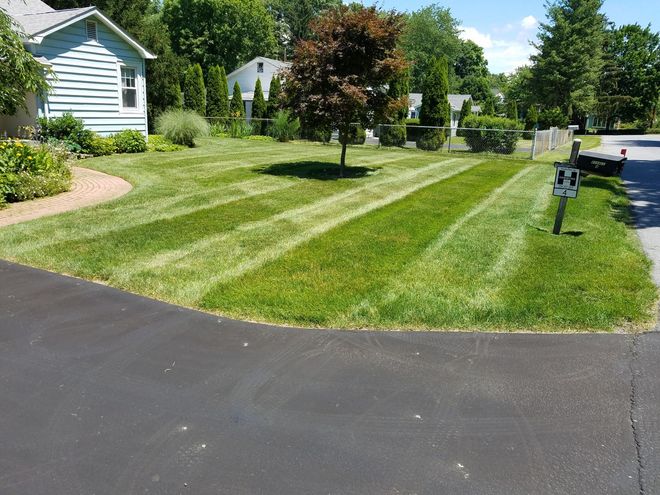 Lawn with stripes mowed in a suburban yard, a small tree, houses in the background.