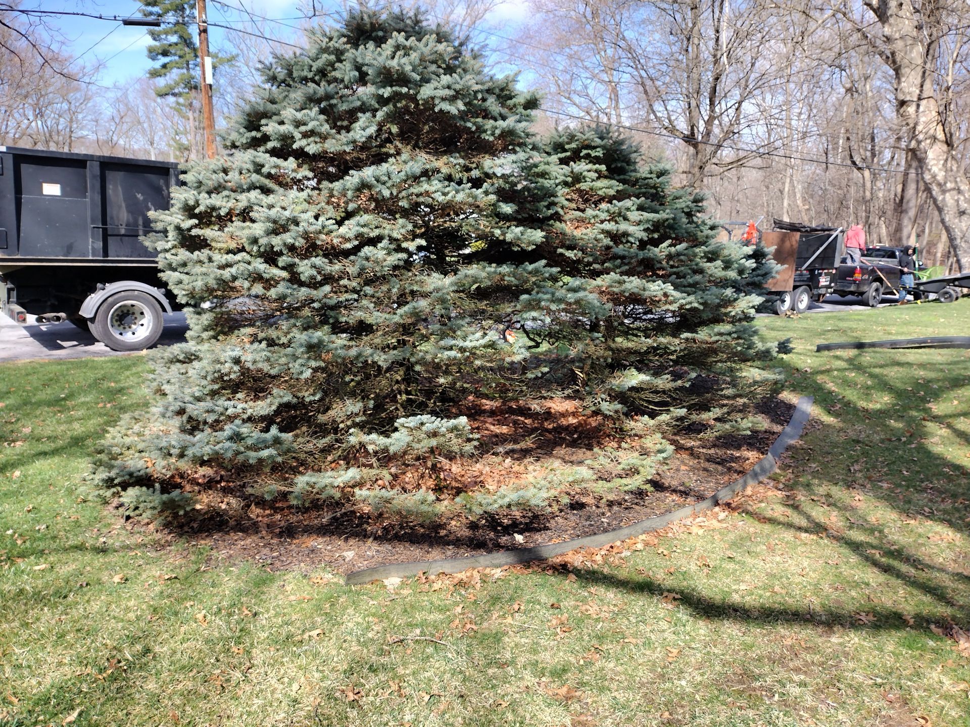 Dark mulch bed surrounds a bare bush on a grassy lawn. Dark mulch bed surrounds a bare bush on a grassy lawn.