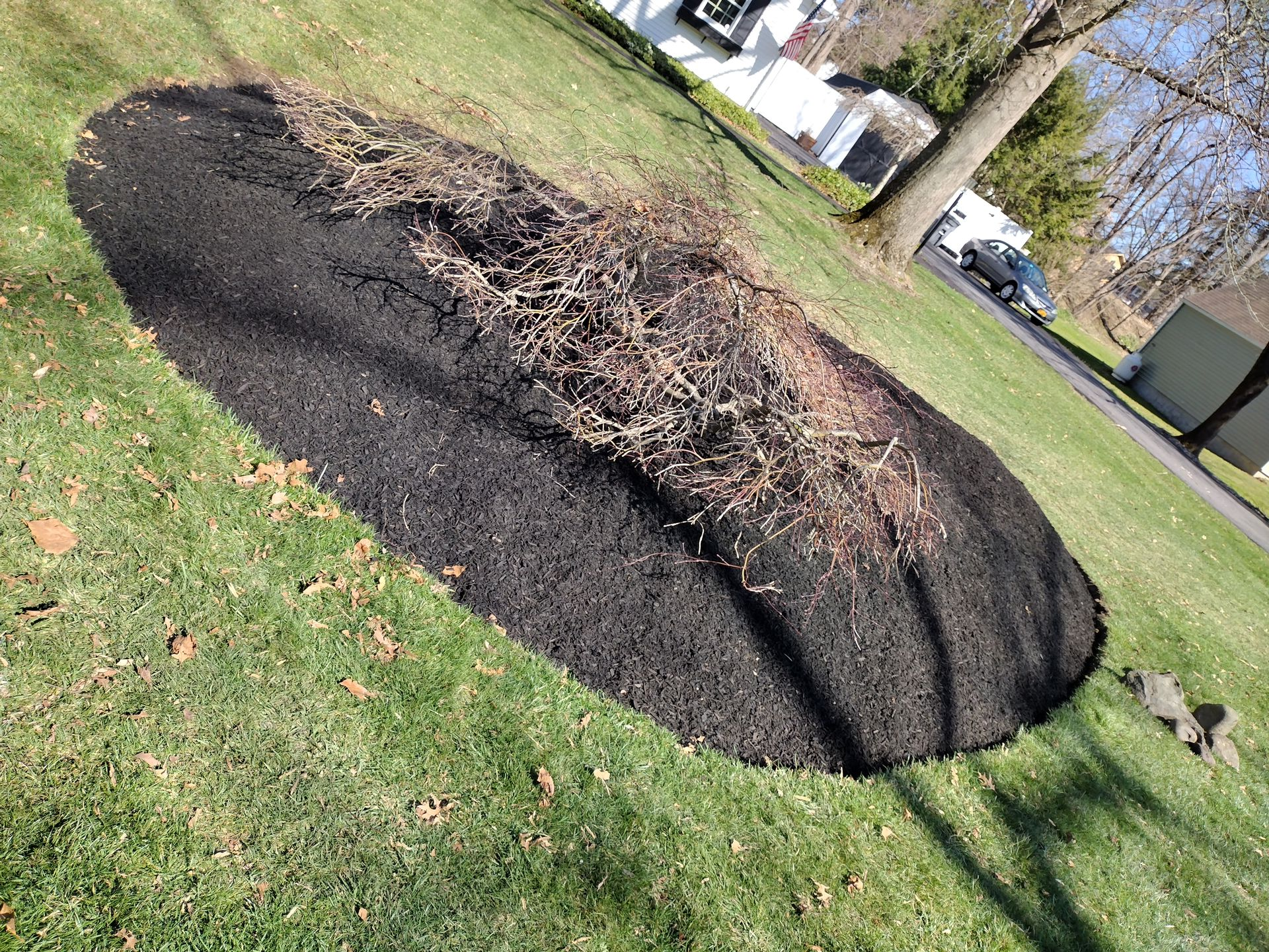 Dark mulch bed surrounds a bare bush on a grassy lawn.