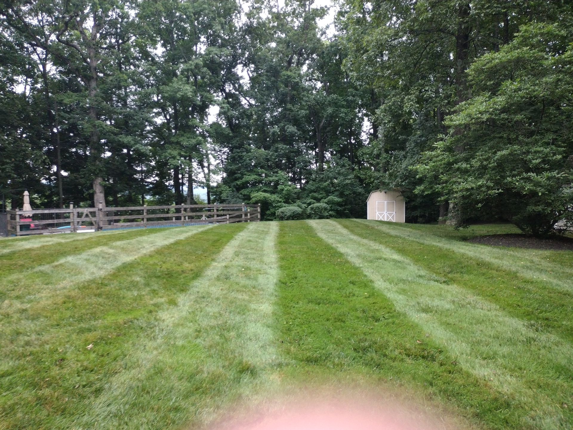 Lawn with alternating stripes of cut and uncut grass in a backyard, trees in the background, and a shed. Lawn with alternating stripes of cut and uncut grass in a backyard, trees in the background, and a shed.