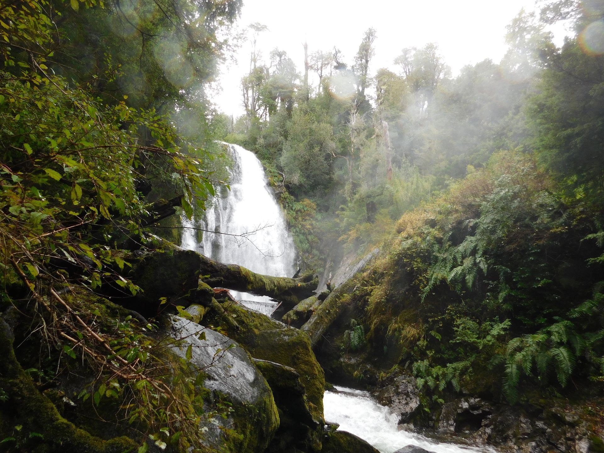 Canopies in Chile