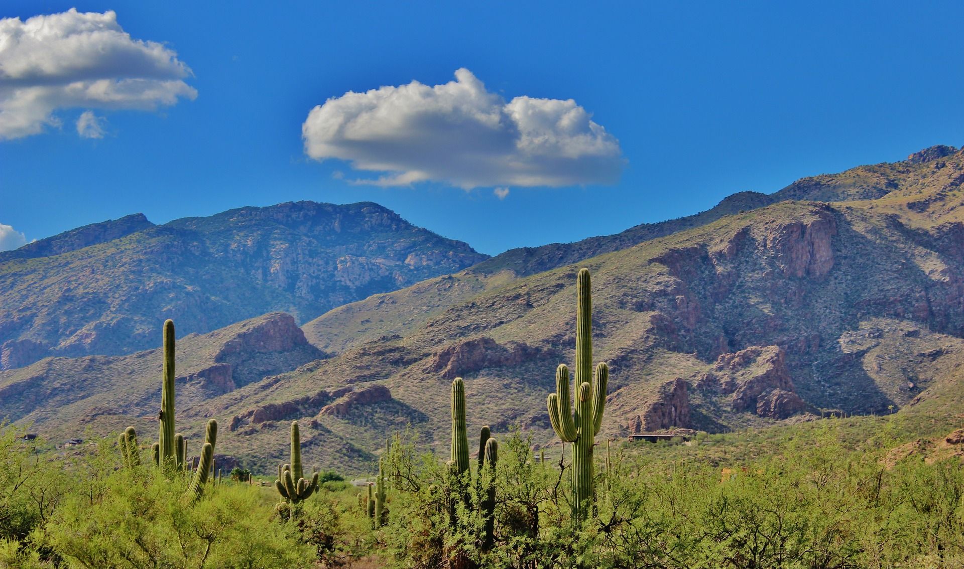 A desert landscape with mountains in the background and cactus in the foreground.