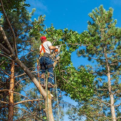 tree pruning