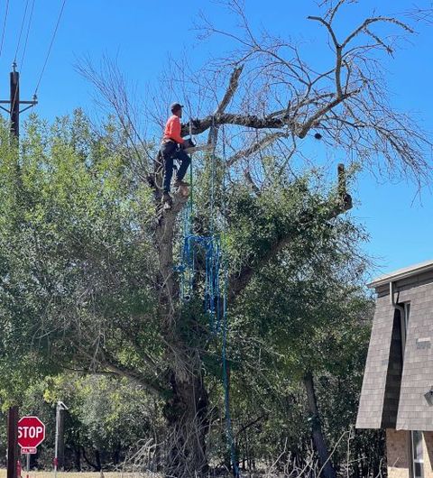 kerrville tree trimming