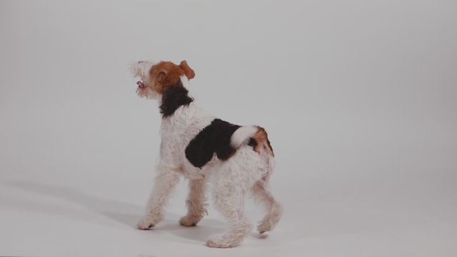 best dog groomers long island