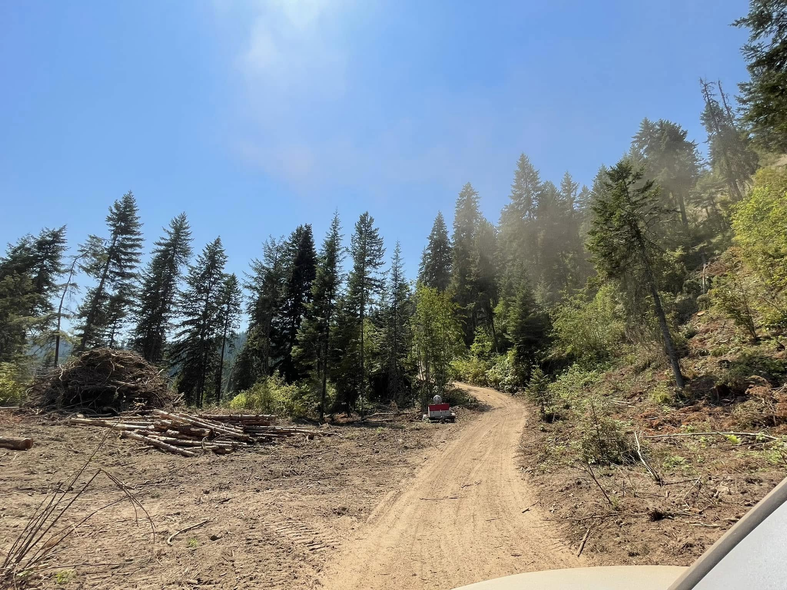 Dirt road through a deforested area, surrounded by trees on a sunny day.