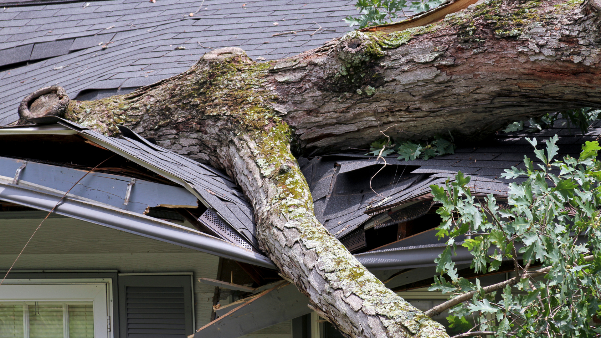 Tree branch fallen on a house roof, causing significant damage to the shingles and gutter.