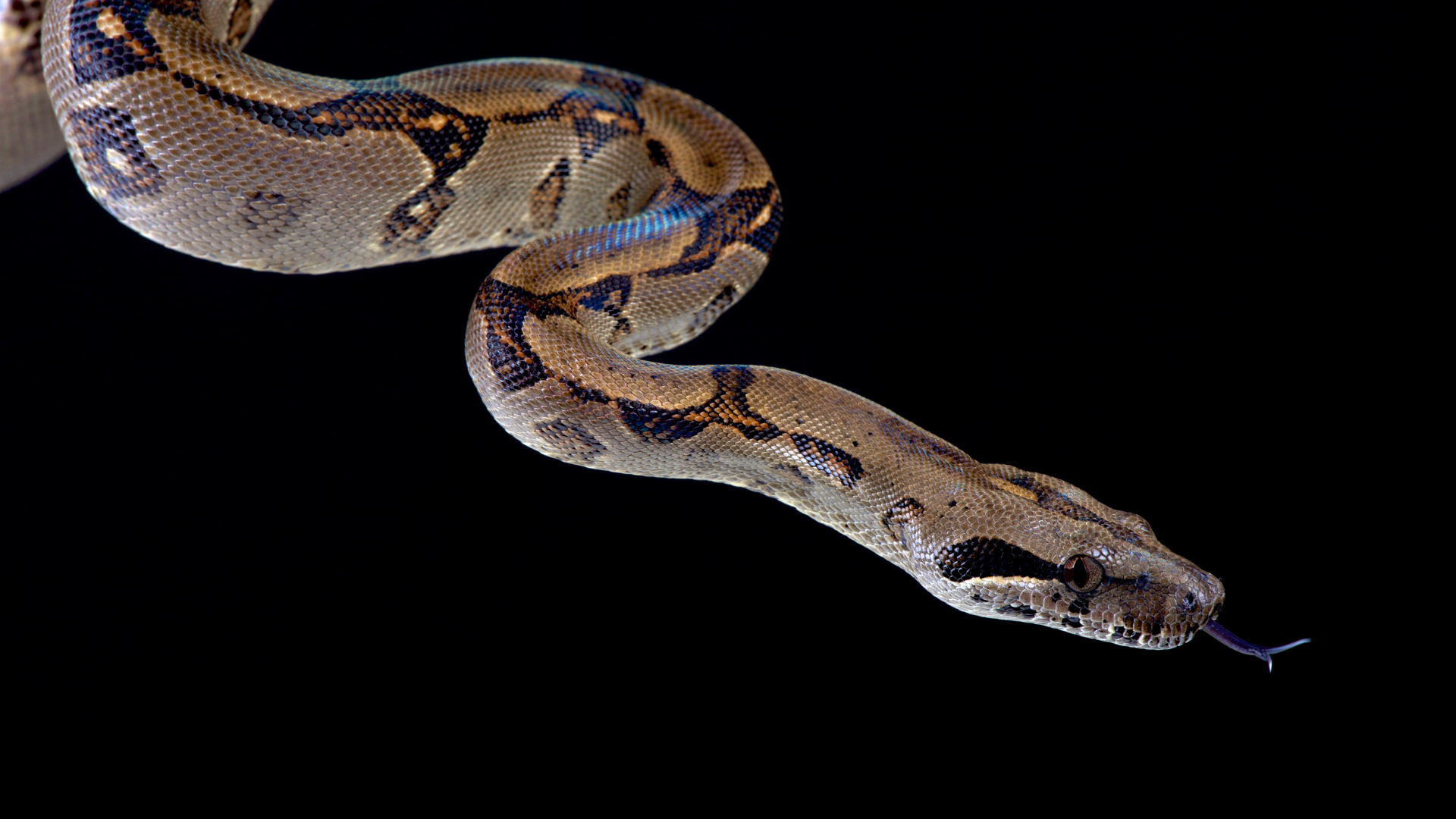 Brown and tan boa constrictor with tongue out on black background.