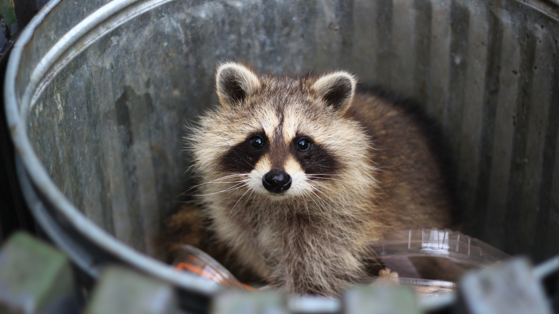 Raccoon sits in a metal trash can, looking directly at the camera, brown and tan fur.