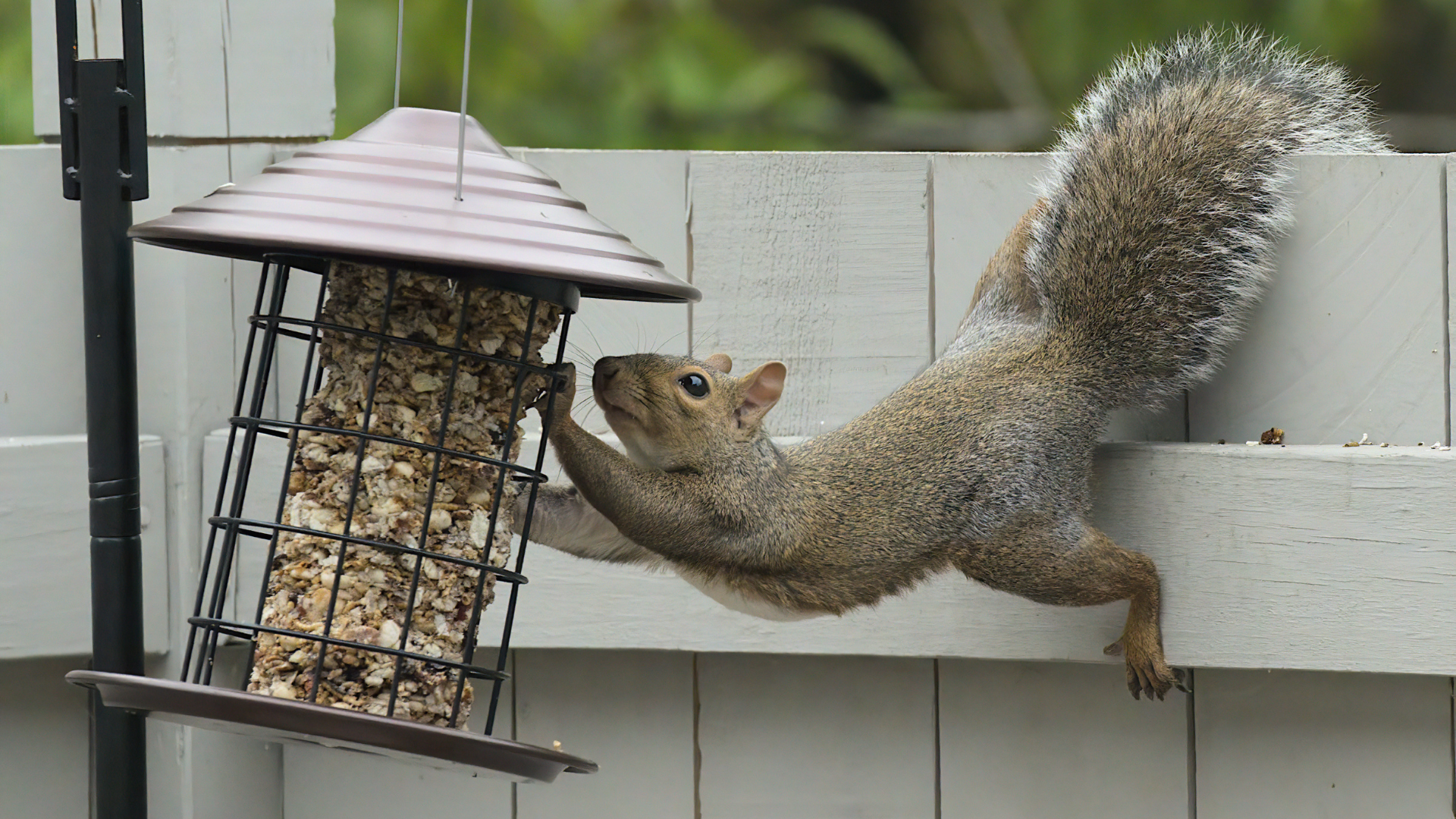 Squirrel reaching for bird feeder hanging on a white fence.