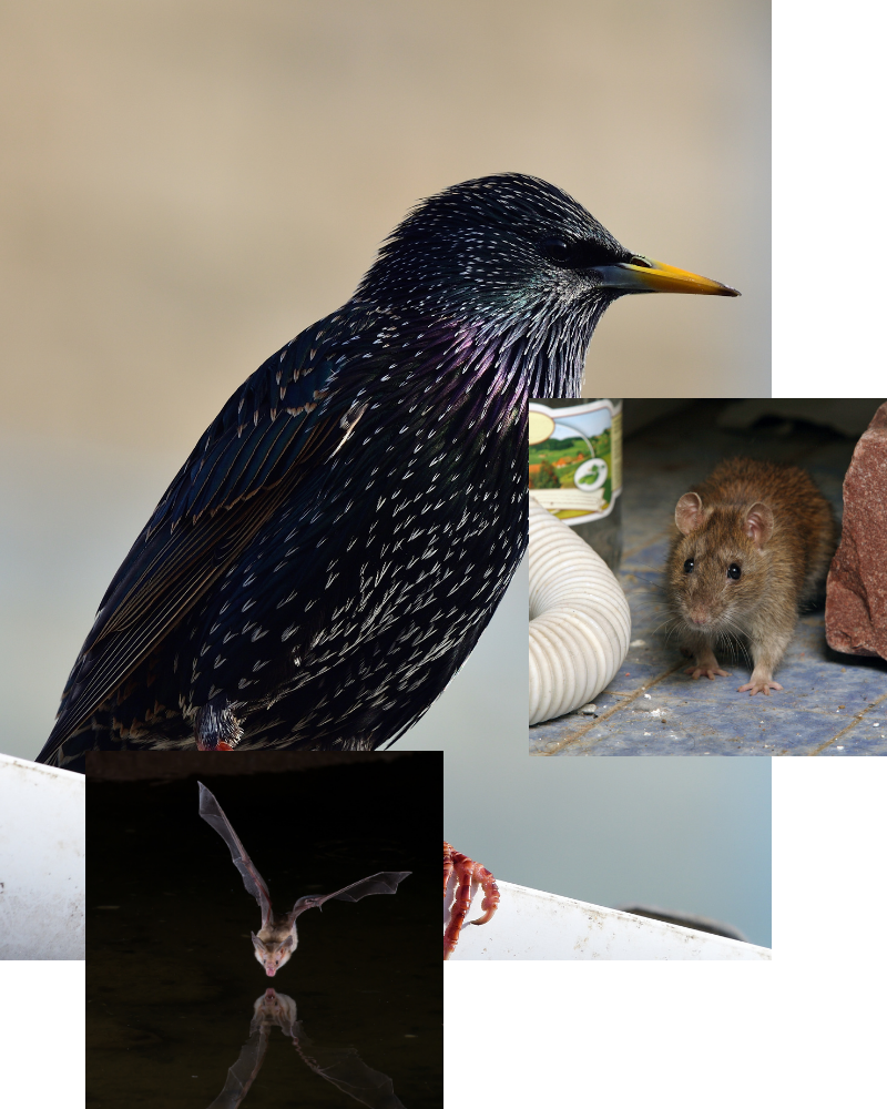 Bird with iridescent feathers, rat, and bat in different images.