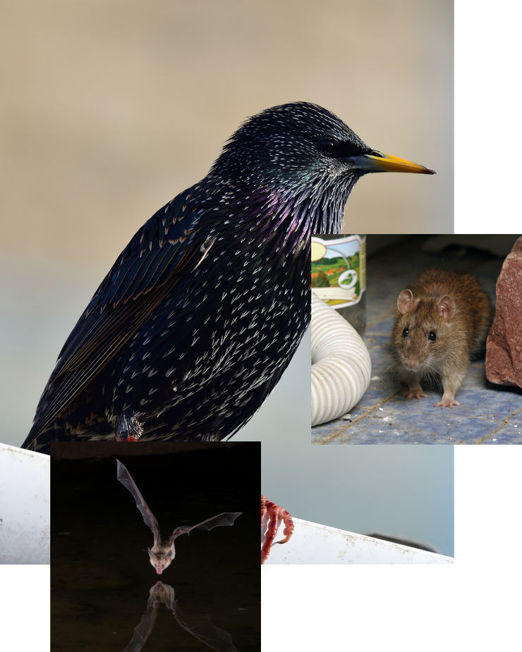 Bird with iridescent feathers, rat, and bat in different images.