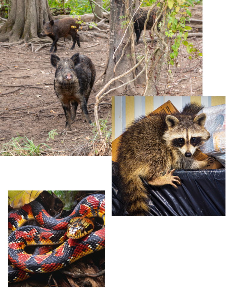 Collage: Peccaries in woods, raccoon in trash, red and black snake.