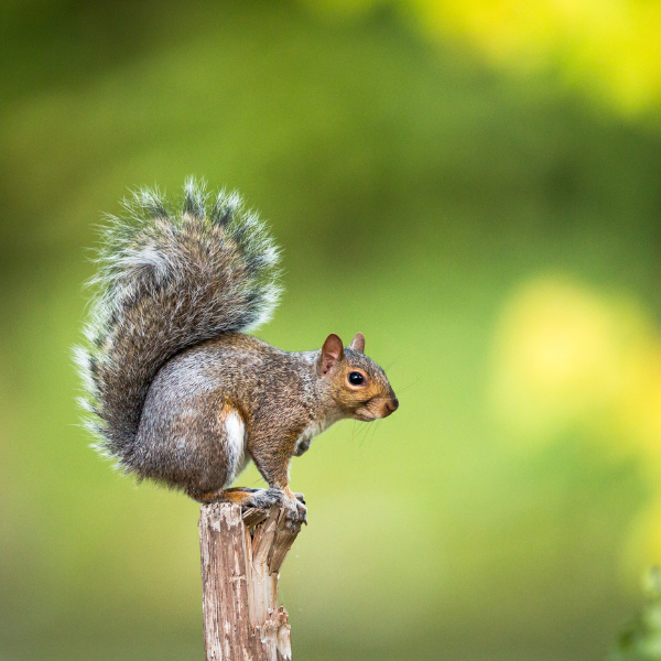 Gray squirrel perched on a tree stump, with a bushy tail, set against a blurred green background.