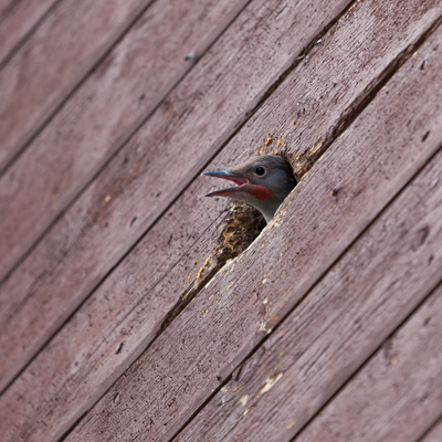 A bird with open beak peeks from a hole in a weathered wooden surface, possibly a birdhouse.