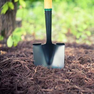 Shovel stuck in dark brown mulch in a garden bed with green foliage in background.