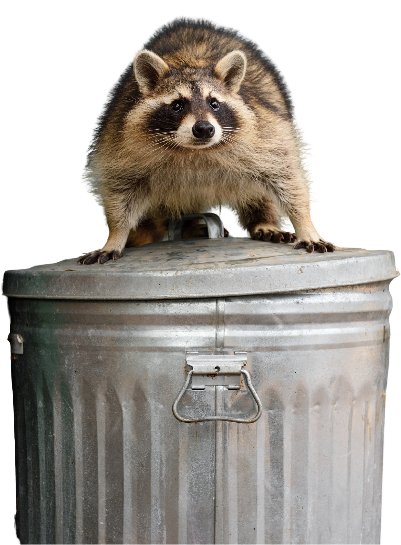 Raccoon standing on a silver trash can, looking directly at the viewer.