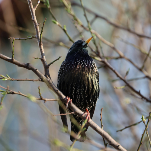 Starling with black and white speckled plumage perches on a tree branch, looking upward.