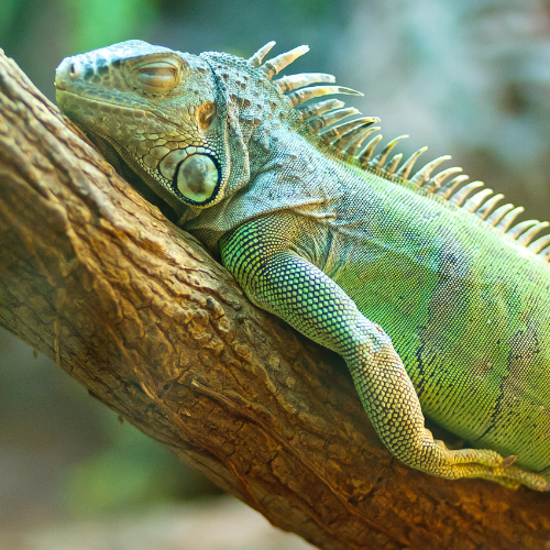 Green iguana resting on a brown tree branch, eyes closed.