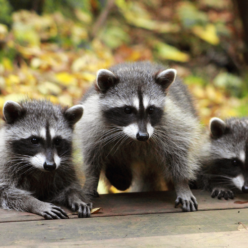Three raccoons with masked faces on a wooden surface, surrounded by fall foliage.