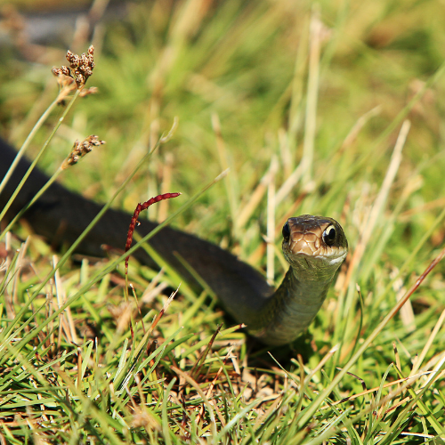 Black snake with brown head in green grass, looking directly at the viewer.
