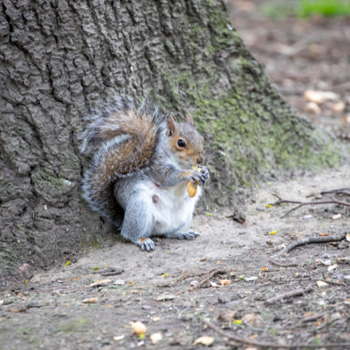 Squirrel eating a nut next to a tree trunk on the ground.