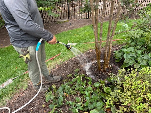 A person in grey clothing waters the base of a small tree in a garden with a hose nozzle.