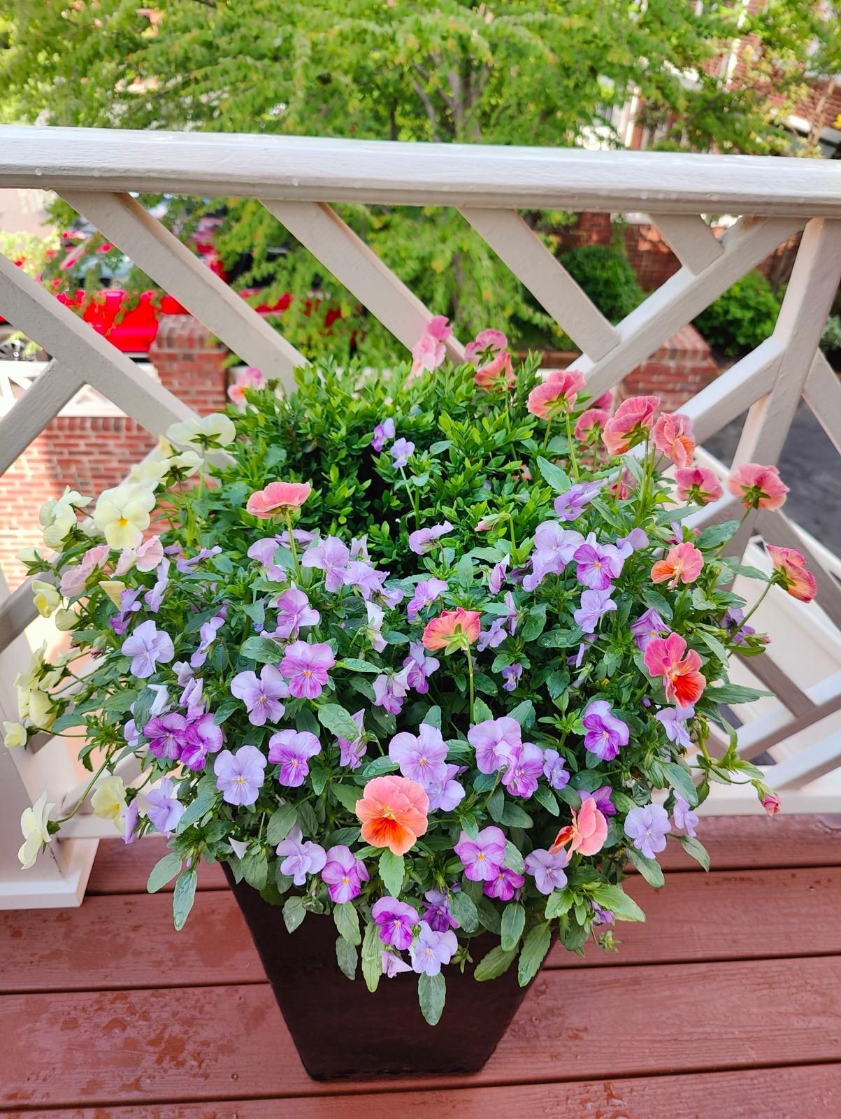 A black square planter filled with purple, pink, and yellow pansies sits on a wooden deck in front of a white trellis.