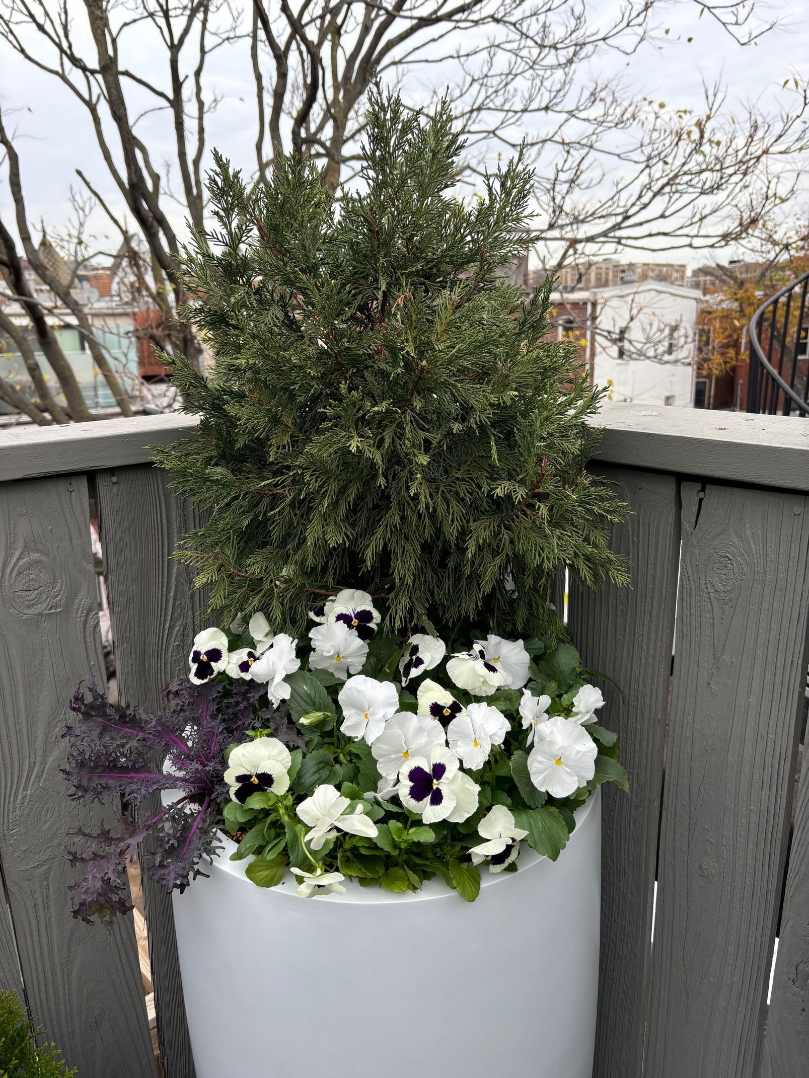 A white cylindrical planter filled with a tall green shrub, white pansies with dark centers, and purple kale on a deck.